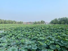 -长春市南湖公园