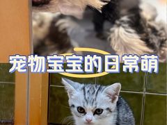 -帕帕拉兹宠物(亚洲旗舰店)