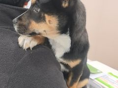 -瑞鹏宠物医院·超声·骨科·奇麟分院(蜀都万达店)