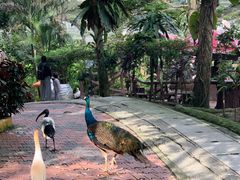 -吉隆坡雀鸟公园