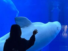 -海合安成都极地海洋公园
