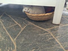 iphone_upload_pic-Anne猫窝咖啡屋