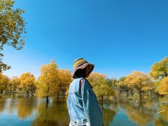 -金塔沙漠胡杨林景区