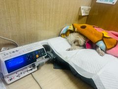 -北京观赏动物医院·24小时大型综合·猫专科·异宠专科