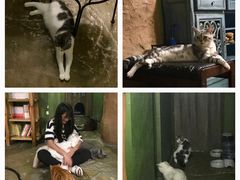 -猫猫幼稚园·撸猫·桌游·电玩