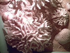 -亚龙湾中心广场·贝壳馆