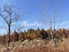 -泗洪洪泽湖湿地景区