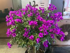 -陈麻婆豆腐(旗舰店)