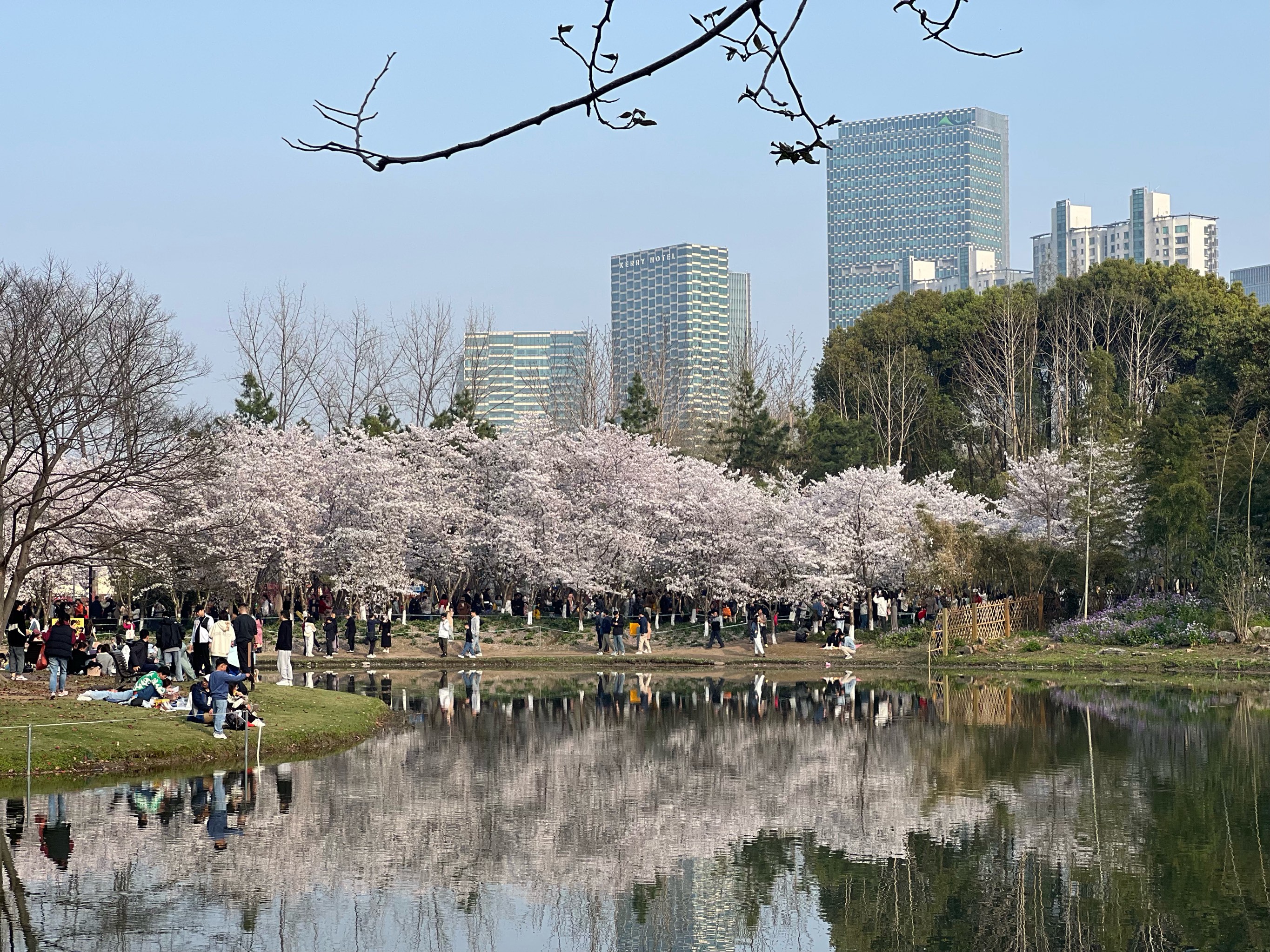 辽宁省朝阳市樱花节图片