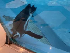 -帝企鹅自助餐厅•儿童岛•真企鹅(长隆企鹅酒店)