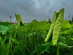 -东郊湿地公园