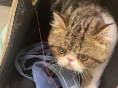 -凯特喵百思猫专科医院