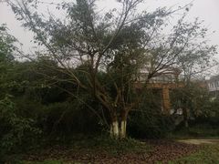 -张坝桂圆林公园