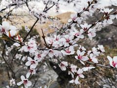 -北京鹫峰国家森林公园