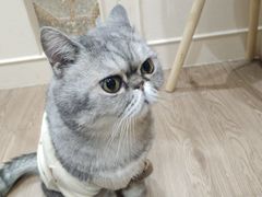 -楼上猫咖(罗湖店)