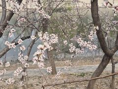 -桃花堤公园
