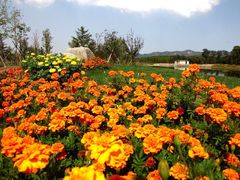 -羊亭河湿地公园