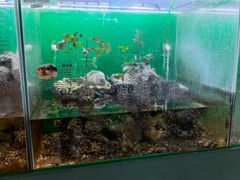 -上海大自然野生昆虫馆(东方明珠·爬宠昆虫探索中心)