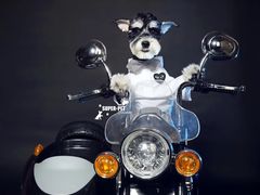 -超宠爱宠物摄影-Super pet