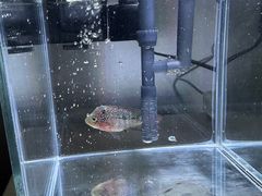 -中环花鸟鱼虫市场
