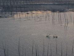-北岐滩涂