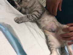 -安安宠医·安宠宠物医院