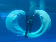 -秦皇岛乐岛海洋王国