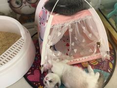 -糯米喵星人总部直营旗舰店·猫舍·幼猫出售