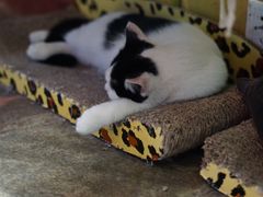 -猫咪博物馆(顶澳仔猫街店)