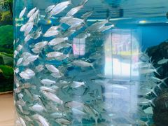 -芜湖新华联大白鲸海洋公园