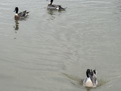 -盐城丹顶鹤湿地生态旅游区