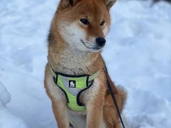 -太子岭滑雪场