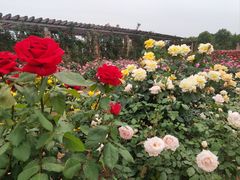 -石家庄市植物园