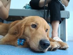-伟伟宠物医院·CT影像中心·瑞派犬猫综合性门诊(汉口总院)