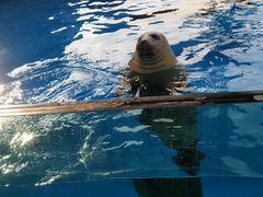 -芜湖新华联大白鲸海洋公园