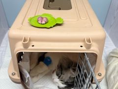 -纳吉亚猫专科动物医院·北北分院