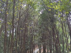 -火炉山森林公园