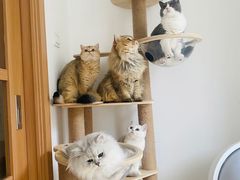 -翊宠yipet猫狗购宠庄园犬舍•猫舍