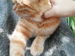 -喵屿·大理花园猫咖