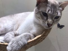 -藏猫猫咖啡主题馆(中央大道店)