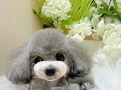-萌宠之家·腊肠犬·马尔泰·小体犬舍