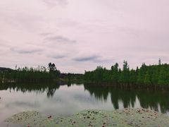 -白鹭湾湿地公园