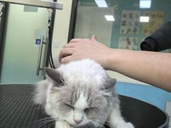 -天宠宠物医院24小时·急重症诊疗中心·全科·腔镜特色(和平分院)