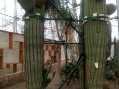 -北京植物园-展览温室