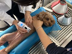 -喜多萌中农锦绣动物医院24H·猫科·牙科MRI·CT