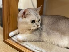 -滚猫咖啡·猫咖·猫友好撸猫(未来城店)