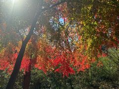 -崂山巨峰游览区