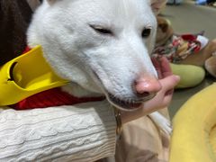 -逗柴咖啡屋·狗咖猫咖宠物桌游