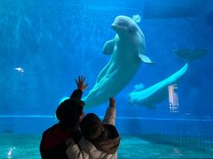 -芜湖新华联大白鲸海洋公园