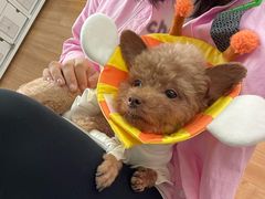 -爱侣宠医·鹦鹉专科·小型哺乳类·异宠专科(灵石路店)